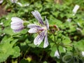 Macro shot of flowering plant with rounded, palmate leaves and 5-petalled pale pink flowers striped with violet veins - Renard Royalty Free Stock Photo