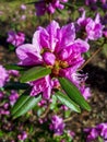 Macro shot of Flowering Rhododendron shrub with lilac flowers in early spring
