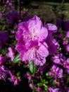 Macro shot of Flowering Rhododendron shrub with lilac flowers in early spring