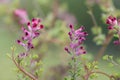 Common fumitory fumaria officinalis flowers