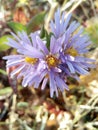 macro shot flowers cornflowers Royalty Free Stock Photo