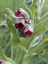 macro shot flowers Royalty Free Stock Photo