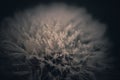 Macro shot of a fluffy dandelion with water droplets on it - perfect for a background Royalty Free Stock Photo