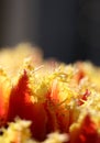 The macro shot of fluffy yellow-red tulip petals Royalty Free Stock Photo