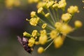 Macro shot of a fly on a beautiful yellow dill flower in a garden Royalty Free Stock Photo