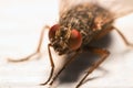Fly with big red eyes Royalty Free Stock Photo