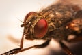 Fly with big red eyes Royalty Free Stock Photo