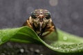 Macro shot of fly on a green leaf with water droplets Royalty Free Stock Photo