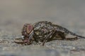 Macro shot of a fly on the ground Royalty Free Stock Photo