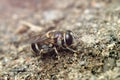 Macro shot of fly on ground Royalty Free Stock Photo