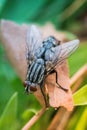 A macro shot of fly Housefly House fly Musca domestica