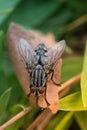 A macro shot of fly Housefly House fly Musca domestica