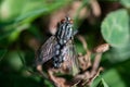 A macro shot of fly Housefly House fly Musca domestica