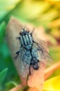 A macro shot of fly Housefly House fly Musca domestica