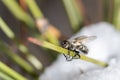 Macro shot of a fly. Insect close up Royalty Free Stock Photo