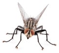 Front view of house fly isolated on white background Royalty Free Stock Photo