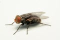 A macro shot of fly isolated on white background