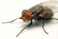 A macro shot of fly isolated on white background Royalty Free Stock Photo