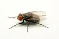A macro shot of fly isolated on white background Royalty Free Stock Photo