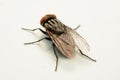 A macro shot of fly isolated on white background