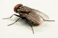 A macro shot of fly isolated on white background Royalty Free Stock Photo