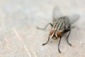 Macro shot of fly. Live house fly Royalty Free Stock Photo