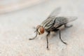 Macro shot of fly. Live house fly Royalty Free Stock Photo