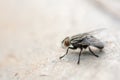 Macro shot of fly. Live house fly Royalty Free Stock Photo