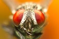 A macro shot of fly. Live housefly. Insect close-up. Royalty Free Stock Photo