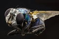 A macro shot of fly . Live housefly .Insect close-up. macro sharp and detailed fly compound eye surface. made with the Royalty Free Stock Photo