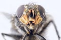 A macro shot of fly . Live housefly .Insect close-up. macro sharp and detailed fly compound eye surface. made with the Royalty Free Stock Photo