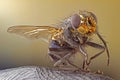 A macro shot of fly . Live housefly .Insect close-up. macro sharp and detailed fly compound eye surface. made with the