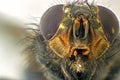 A macro shot of fly . Live housefly .Insect close-up. macro sharp and detailed fly compound eye surface. made with the Royalty Free Stock Photo