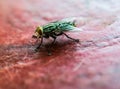 A macro shot of fly onon red table Royalty Free Stock Photo