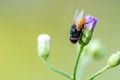 A macro shot of fly on purple flower Royalty Free Stock Photo