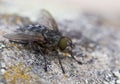 Macro Shot of Fly on Rock Surface Royalty Free Stock Photo