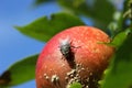 Macro shot of a fly on the rotten apple Royalty Free Stock Photo