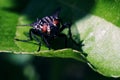 Macro shot of a fly sitting on a green leaf on a blurry background Royalty Free Stock Photo