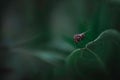 Macro shot of a fly standing on a leaf with blurred green background Royalty Free Stock Photo