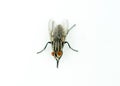 A macro shot of fly on a white background Royalty Free Stock Photo