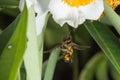 Macro shot of a flying honey bee approaching a flower to collect nectar Royalty Free Stock Photo