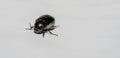 Macro shot of forest dung beetle Anoplotrupes stercorosus on white background surface Royalty Free Stock Photo