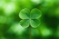 macro shot of a four-leaf clover against a blurred green background Royalty Free Stock Photo