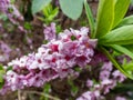 Four-lobed pink and light purple strongly scented flowers of toxic shrub Mezereon or February daphne in early spring on bare stems