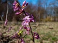 Macro shot of Four-lobed pink and light purple strongly scented flowers of toxic shrub Mezereon or February daphne Daphne