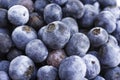 Macro Shot Of Fresh Blueberries Royalty Free Stock Photo