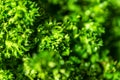 Fresh green parsley leaves close Royalty Free Stock Photo