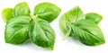 Macro shot of fresh green basil leaves isolated on white background Royalty Free Stock Photo