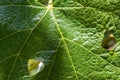 Macro Shot Of Fresh Green Grape Vine Leaf Royalty Free Stock Photo