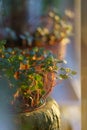 Fresh green sprouts Pilea libanensis in sunlight at home garden. Delicate indoor ornamental plant.